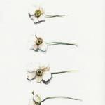  Non dimenticare i fiori 