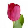 tulipano24